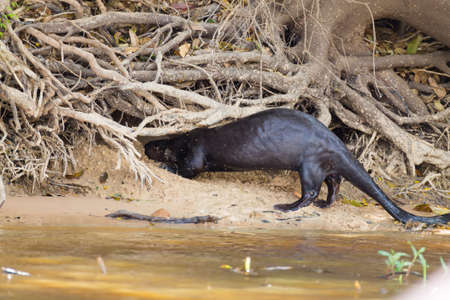 Giant otter on water from Pantanal wetland area, Brazil. Brazilian wildlife. Pteronura brasiliensisの写真素材