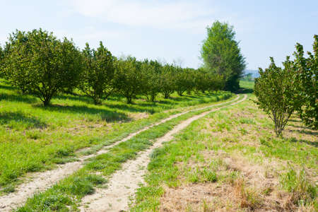 Hazel cultivation from Langhe region, Italy. Italian agriculture. Unesco world heritage site.の写真素材