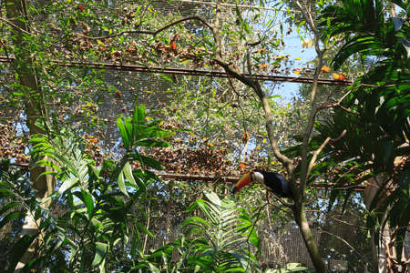 Toucan bird on the nature in Foz do Iguazu, Brazil. Brazilian wildlifeの写真素材
