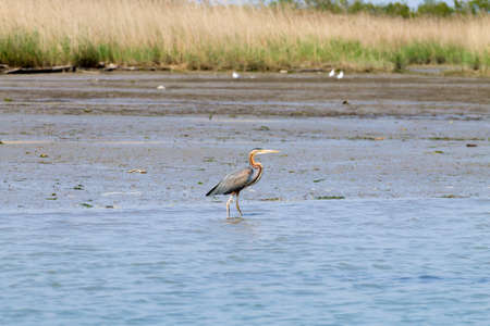 Purple heron close up from Po river lagoon, Italy. Migratory bird. Italian natureの写真素材