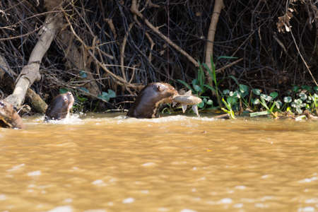 Giant otter on water from Pantanal wetland area, Brazil. Brazilian wildlife. Pteronura brasiliensisの写真素材