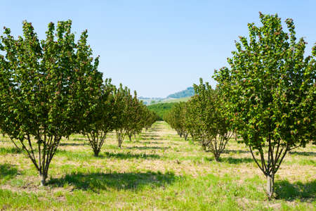 Hazel cultivation from Langhe region, Italy. Italian agriculture. Unesco world heritage site.の写真素材