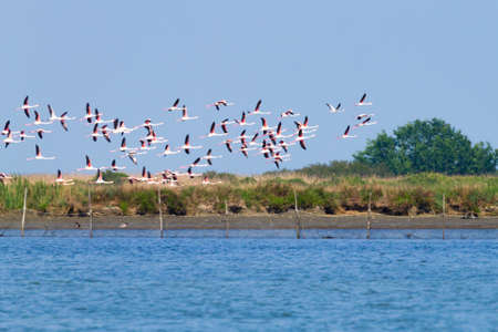 Flock of pink flamingos from Delta del Po lagoon, Italy. Nature panorama