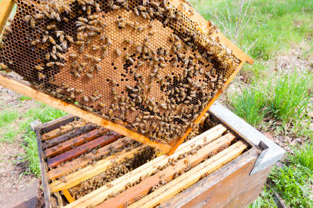 Open hive detail. Beekeeping, agriculture, rural life.