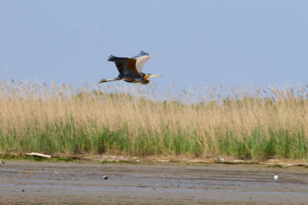 Purple heron close up from Po river lagoon, Italy. Migratory bird. Italian natureの写真素材