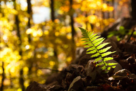 Fern leaf close up, autumn background. Beauty in nature. Autumn lansdscapeの写真素材