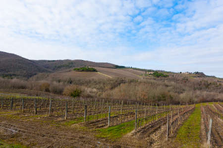 Rows of vineyards from Tuscany hills. Italian agriculture. Beautiful landscapeの写真素材