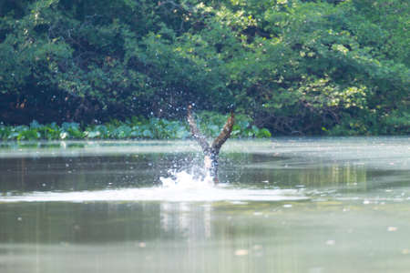 Panorama from Pantanal, Brazilian wetland region. Navigable lagoon. South America landmark