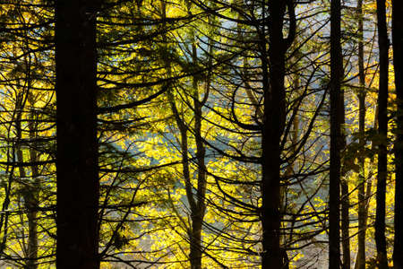 Trees in autumn season background. Beauty in nature. Autumn lansdscapeの写真素材