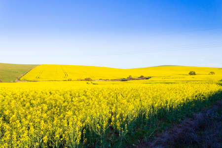 Rapeseed fields along the road from Karoo to Franschhoek, South Africa. Yellow fields background