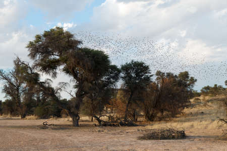 A flock of birds over a tree, Namibiaの写真素材
