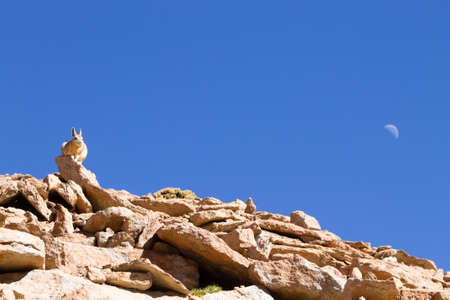 Southern viscacha from Bolivia. Bolivian wildlife