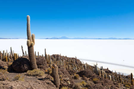 Salar de Uyuni view from Incahuasi island, Bolivia. Largest salt flat in the world. Bolivian landscapeの写真素材