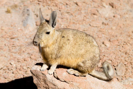 Southern viscacha from Bolivia. Bolivian wildlifeの写真素材