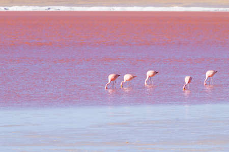 Laguna Colorada flamingos, Bolivia. Puna flamingo. Andean wildlife. Red lagoonの写真素材