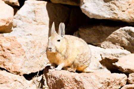 Southern viscacha from Bolivia. Bolivian wildlifeの写真素材