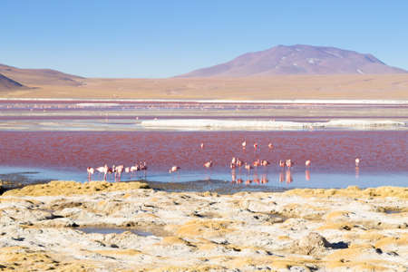 Laguna Colorada flamingos, Bolivia. Puna flamingo. Andean wildlife. Red lagoonの写真素材