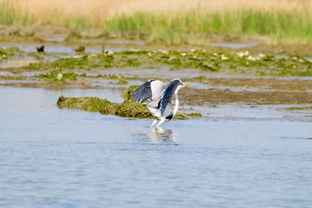 Grey heron inside Po river lagoon, Italian landscape. Nature