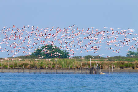 Flock of pink flamingos from "Delta del Po" lagoon, Italy. Nature panoramaの写真素材