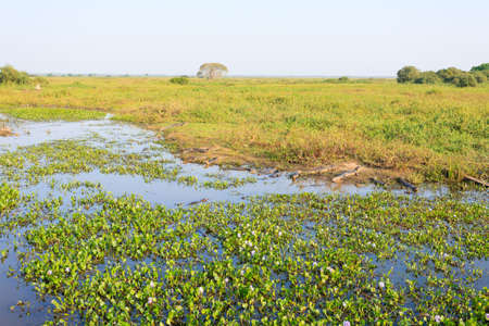Beautiful Pantanal landscape, South America, Brazil. Nature and wildlife along famous Transpantaneira dirt road.の写真素材