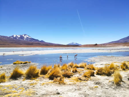 Laguna Hedionda landscape,Bolivia. Beautiful bolivian panorama. Blue water lagoonの写真素材
