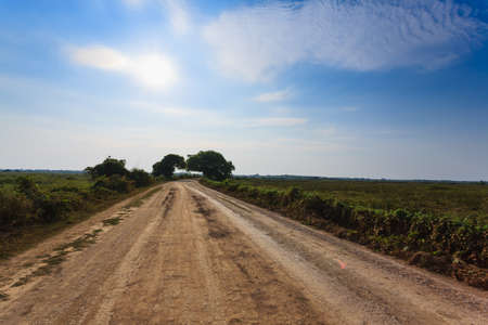 Brazilian dirt road in perspective. Famous Brazilian Transpantaneira dirt road. Pantanal area, Brazilの写真素材