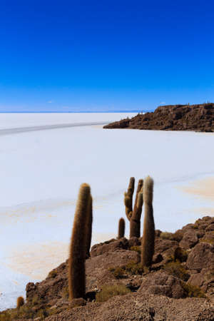 Salar de Uyuni view from Incahuasi island, Bolivia. Largest salt flat in the world. Bolivian landscapeの写真素材
