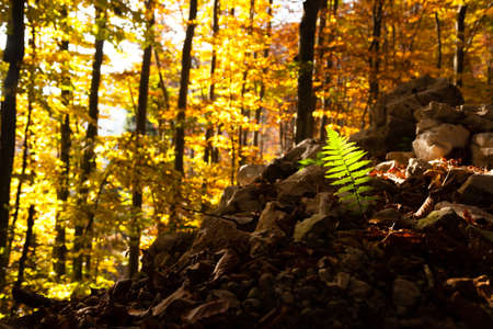 Fern leaf close up, autumn background. Beauty in nature. Autumn lansdscape