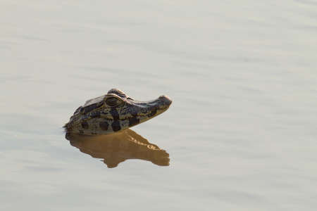 Caiman floating on the surface of the water in Pantanal, Brazil. Brazilian wildlife.の写真素材