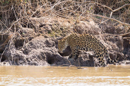Jaguar on riverbank from Pantanal, Brazil. Wild brazilian feline. Nature and wildlifeの写真素材