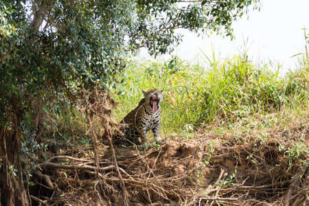 Jaguar on riverbank from Pantanal, Brazil. Wild brazilian feline. Nature and wildlife