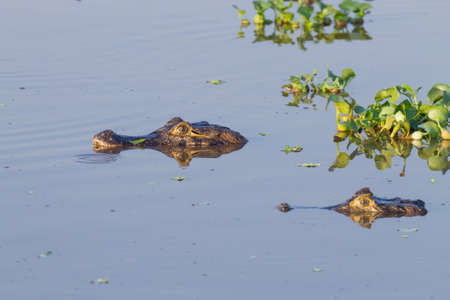 Caiman floating on the surface of the water in Pantanal, Brazil. Brazilian wildlife.