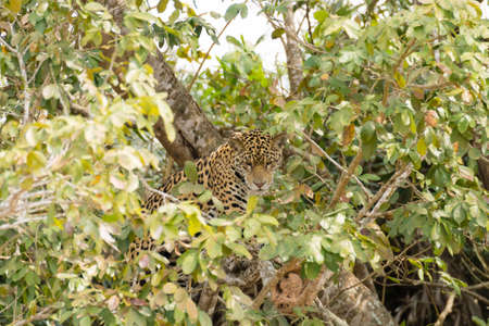 Jaguar on riverbank from Pantanal, Brazil. Wild brazilian feline. Nature and wildlife