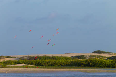 Scarlet ibis from Lencois Maranhenses National Park, Brazil. Rainwater lagoon. Brazilian wildlife....