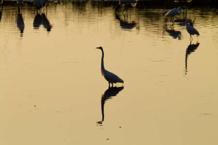 Birds reflected on water from Pantanal, Brazil. Brazilian wildlife. Birds silhouette.の写真素材