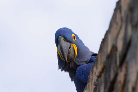 Hyacinth macaw close up from Pantanal, Brazil.  Brazilian wildlife. Biggest parrot in the world. Anodorhynchus hyacinthinusの写真素材