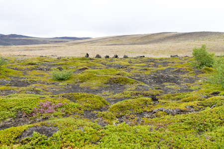 Iceland landscape near Hverfell volcano. Hverfjall, Iceland landmarkの写真素材