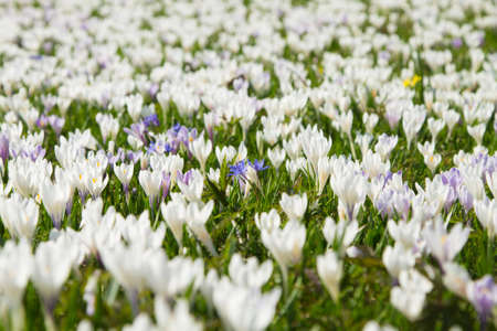 Field of spring pasqueflower. Mountain flowers on springtimeの写真素材