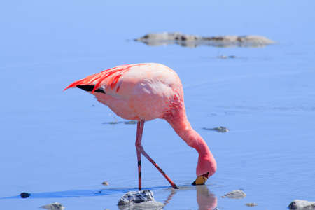 Laguna Hedionda flamingos, Bolivia.  Andean wildlife. Bolivian lagoonの写真素材