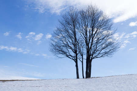A winter landscape with an isolated tree over a blue sky
