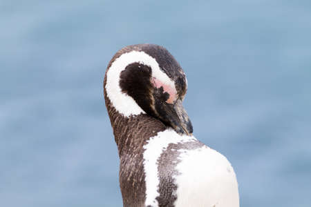 Magellanic penguin from Caleta Valdes penguin colony, Patagonia, Argentina. Argentinian wildlifeの写真素材