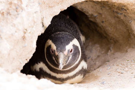Magellanic penguin from Caleta Valdes penguin colony, Patagonia, Argentina. Argentinian wildlifeの写真素材
