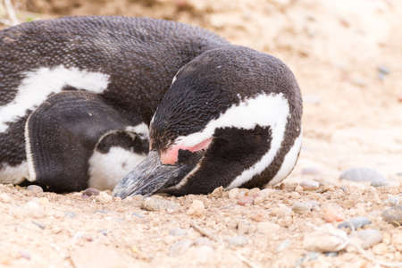 Magellanic penguin close up. Punta Tombo penguin colony, Patagonia, Argentinaの写真素材