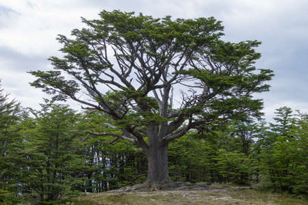 Isolated tree from Tierra Del Fuego National Park, Argentina. Land of fire