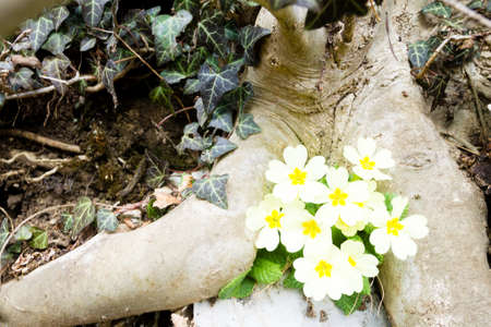 Primula flower in woodland close up, nature background. Wild flower background