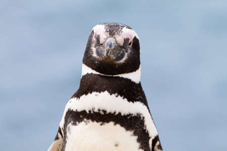 Magellanic penguin from Caleta Valdes penguin colony, Patagonia, Argentina. Argentinian wildlifeの写真素材