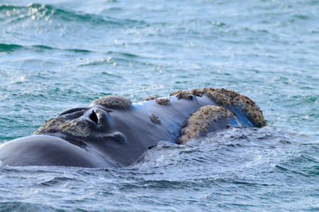 Whale watching from Valdes Peninsula,Argentina. Whale in water. Wildlifeの写真素材