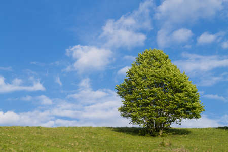 Isolated tree on blue sky. Spring season background. Nature landscapeの写真素材