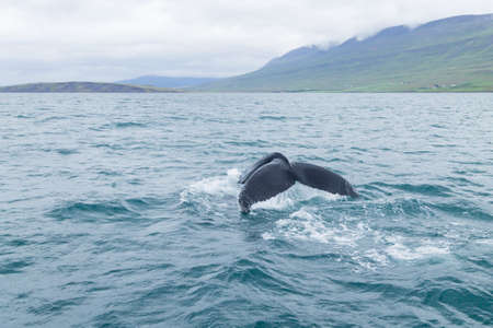 Whale watching from Akureyri, Iceland. Whale in water. Wildlifeの写真素材