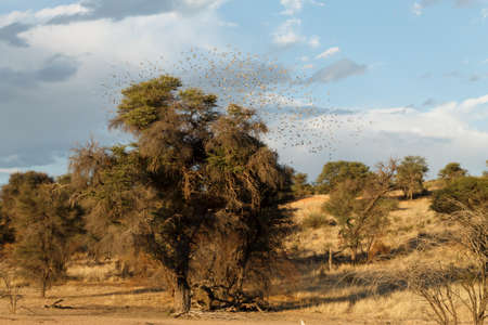A flock of birds over a tree, Namibiaの写真素材
